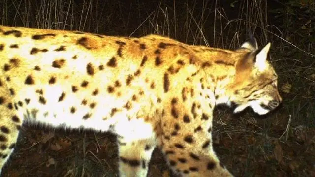 Une vaste étude lancée autour du lynx