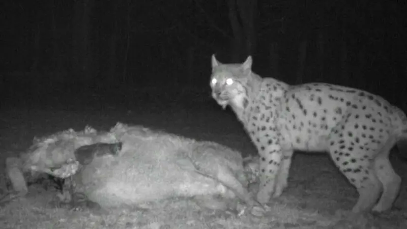 Saône-et-Loire : un lynx égorge deux brebis