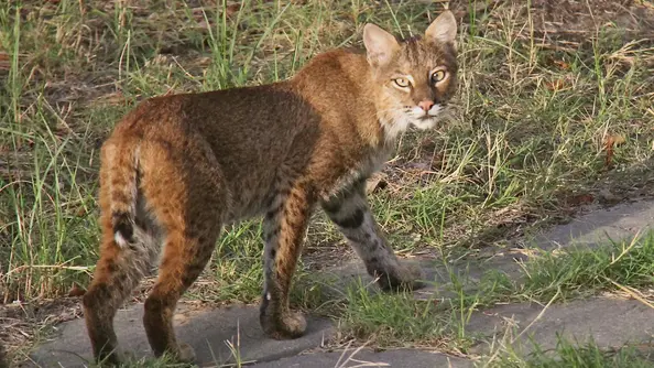 Un chasseur de dindon attaqué par un lynx