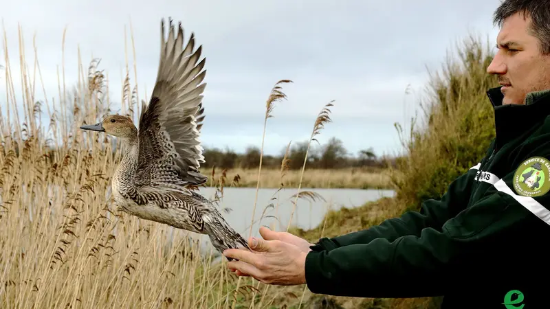 Plus de 5.700 kilomètres : l’incroyable migration de « Lysa », un canard pilet suivi depuis le Pas-de-Calais