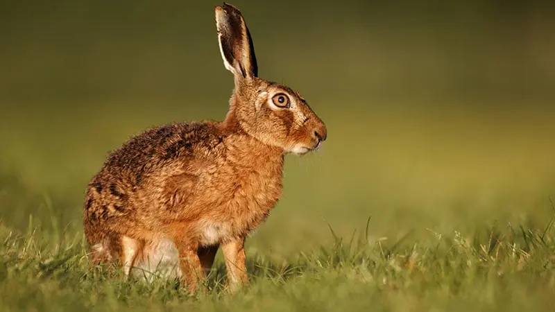 Un virus hautement pathogène touche le lièvre et le lapin en même temps