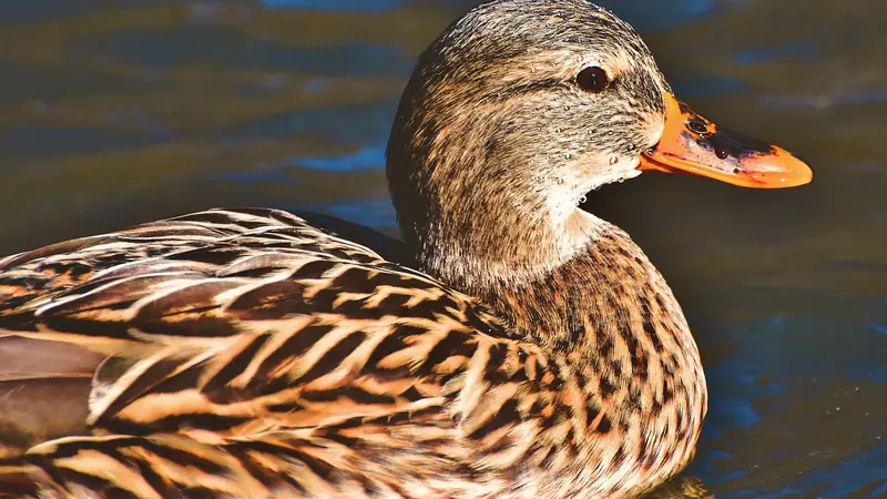 Grippe aviaire : la vaccination des canards possible dès l’automne ?
