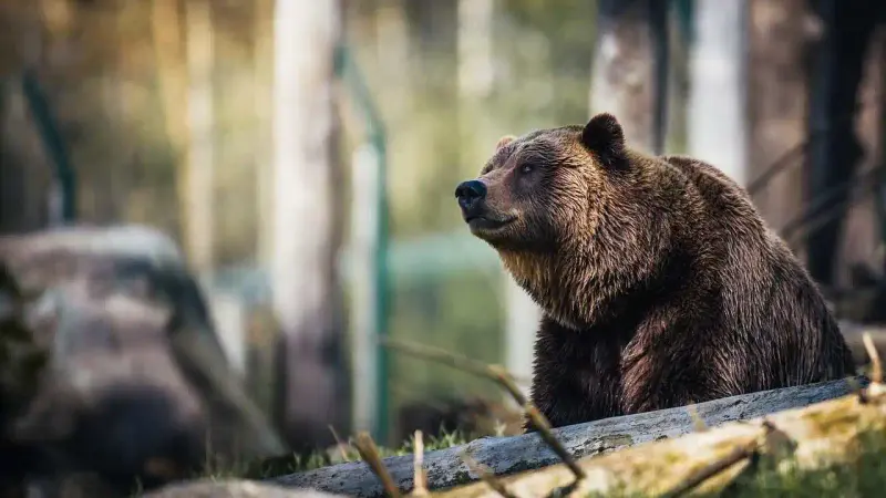 ours slovaquie