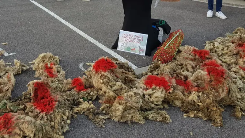 Isère : les agriculteurs demandent plus de moyens face aux loups et manifestent devant les locaux de l’OFB à Apprieu