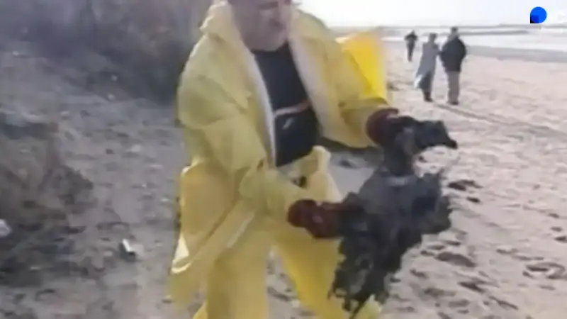 Des oiseaux retrouvés mazoutés en Bretagne : l’épave de l’Erika continue de polluer vingt-six ans après le naufrage