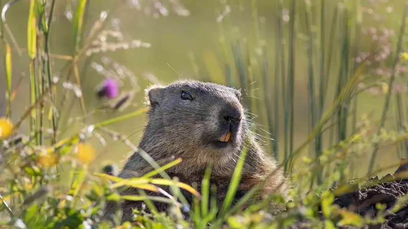 Les écologistes veulent interdire la chasse de la marmotte