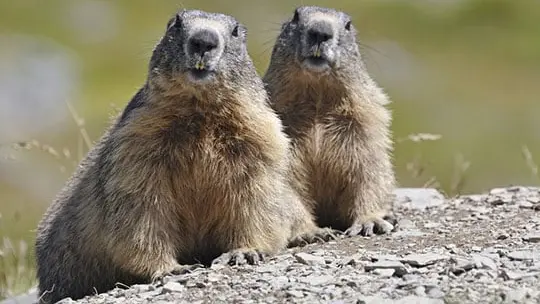 Ils organisent un safari à… la marmotte