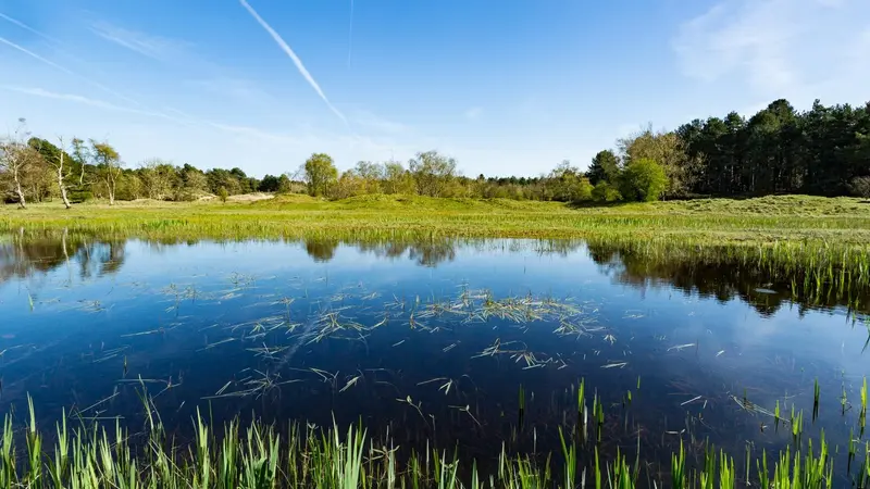 Une nouvelle espèce de canard dans le parc du Marquenterre