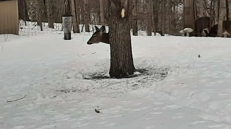 La photo du cervidé de Huntington qui affole les réseaux sociaux