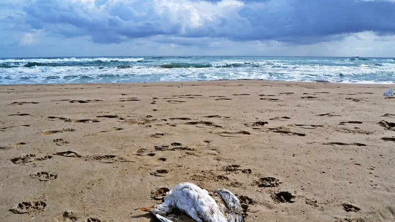 Un épisode de mort massive d’oiseaux de mer inquiète les spécialistes au Mexique