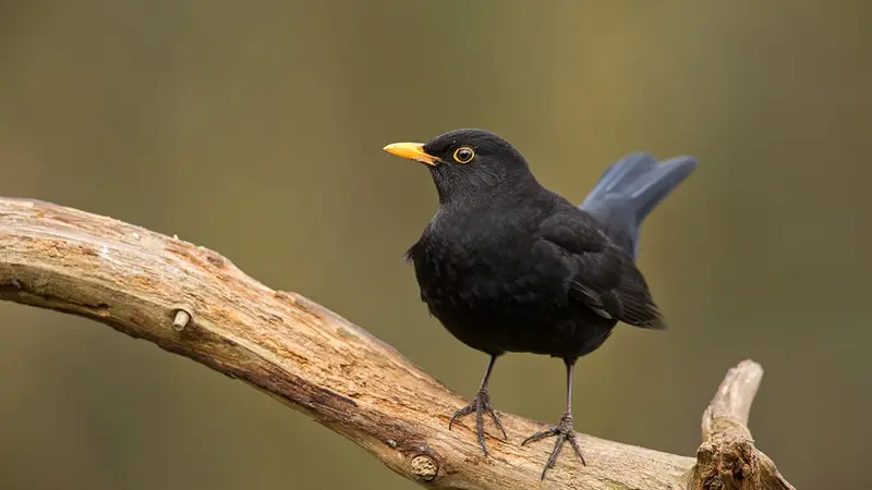 Le merle noir