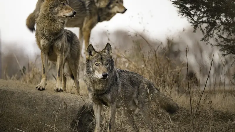 Abattages illégaux de loups : l’union européenne prend le risque au sérieux