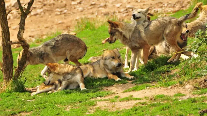 Nombre de loups en France : quel est le bilan officiel et le quota 2026 ?