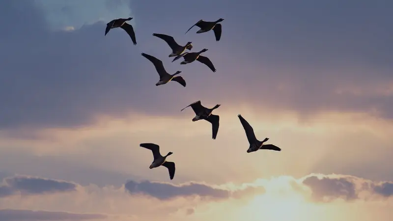 Aérorad : les données des radars ornithologiques sur les migrations accessibles au public