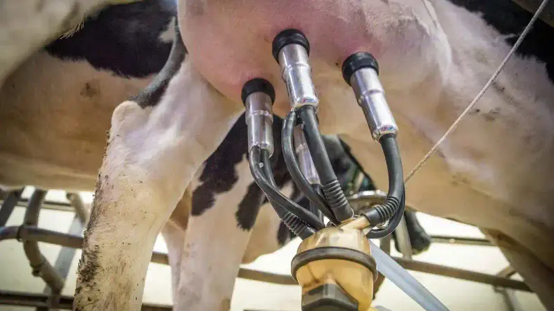 Vache grippe aviaire USA