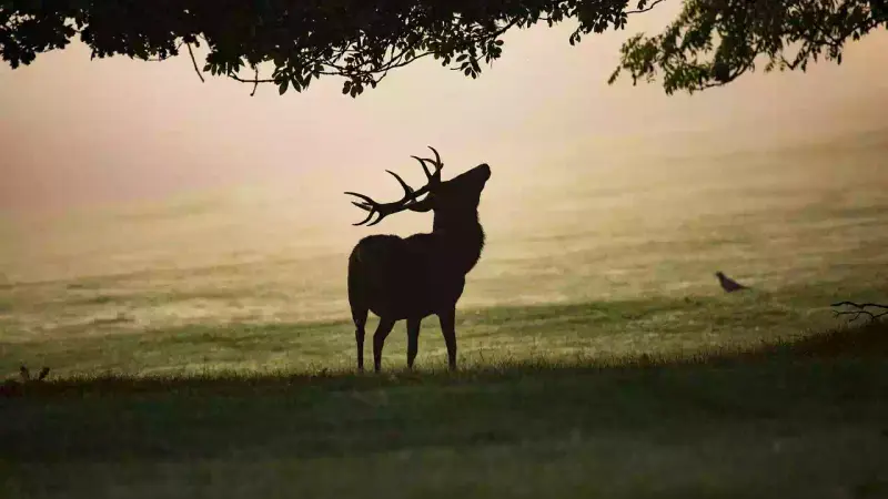 cerf
