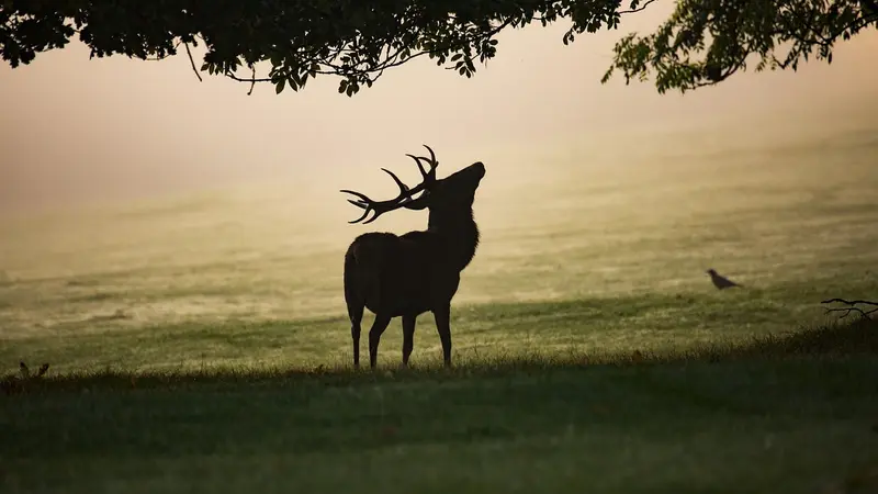 Les premiers cas de Maladie Hémorragique Épizootique en France détectés dans le Sud-Ouest