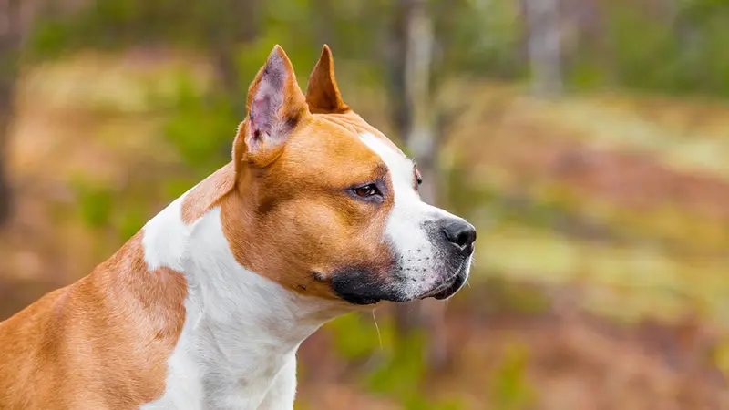 2 molosses lâchés par leur propriétaire tuent un chien de chasse
