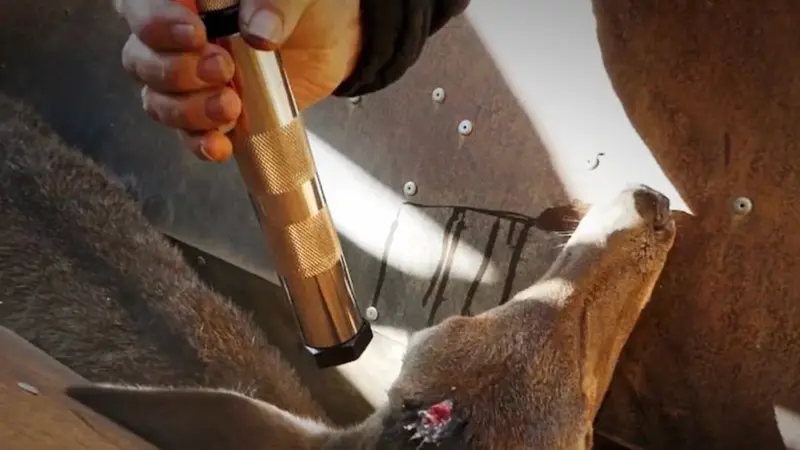 Espagne : le scandale d’une réserve obligée d’abattre dans des conditions ignobles cerfs et sangliers