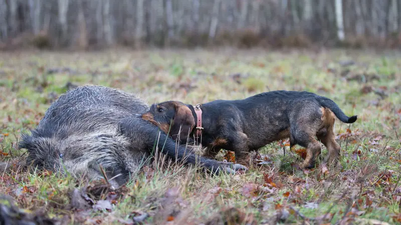 Landes : 2 chiens de chasse ont contracté la maladie d’Aujeszky