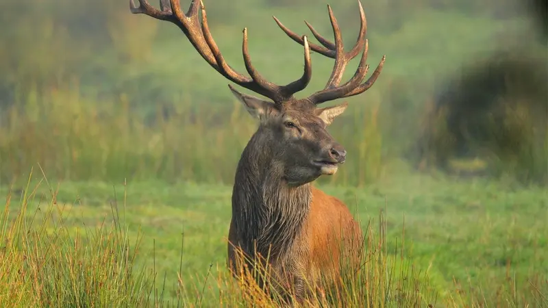 Alerte info : signaux anormaux de mortalité de cerf élaphe