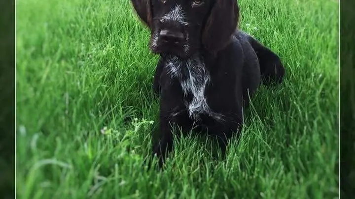 Game Fair : un chien de chasse volé
