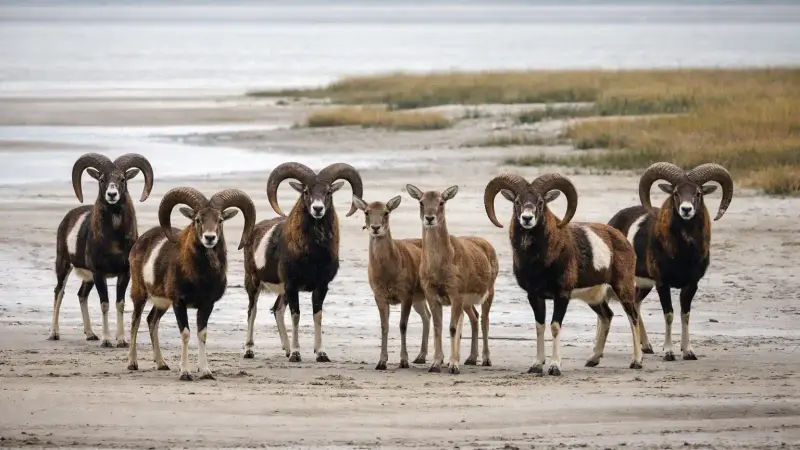 Baie de Somme : une vaste battue organisée ce lundi face à la prolifération des mouflons et des sangliers