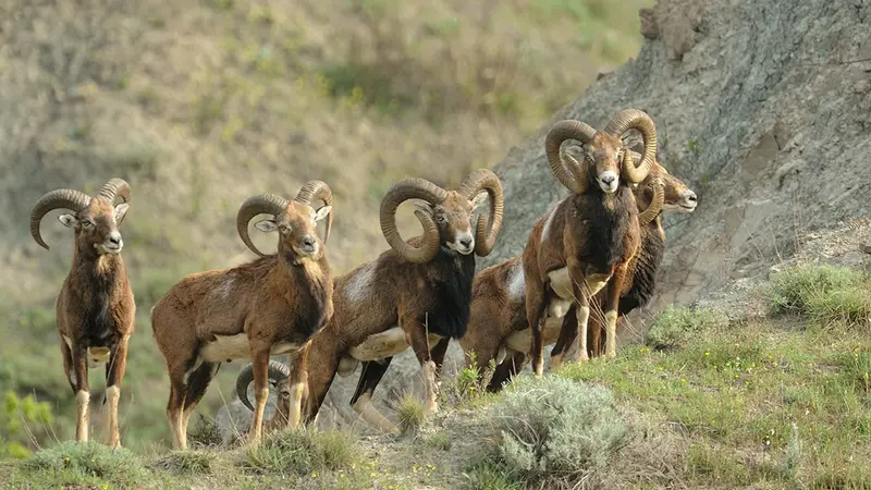 Le mouflon de corse officiellement protégé