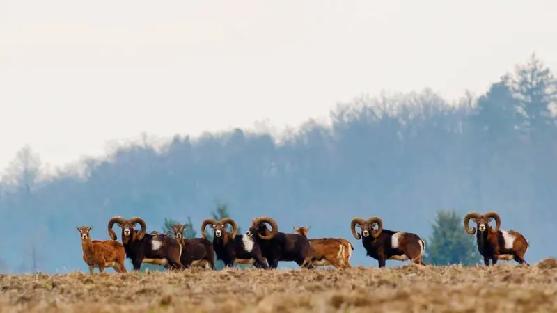 Le mouflon occasionne des dégâts dans ce département côtier de la France