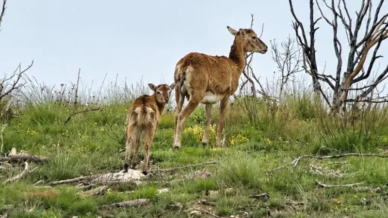 mouflons