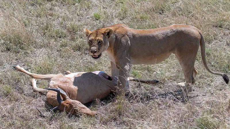 Mouvement Raws ou le projet antispécistes d’élimination des animaux sauvages