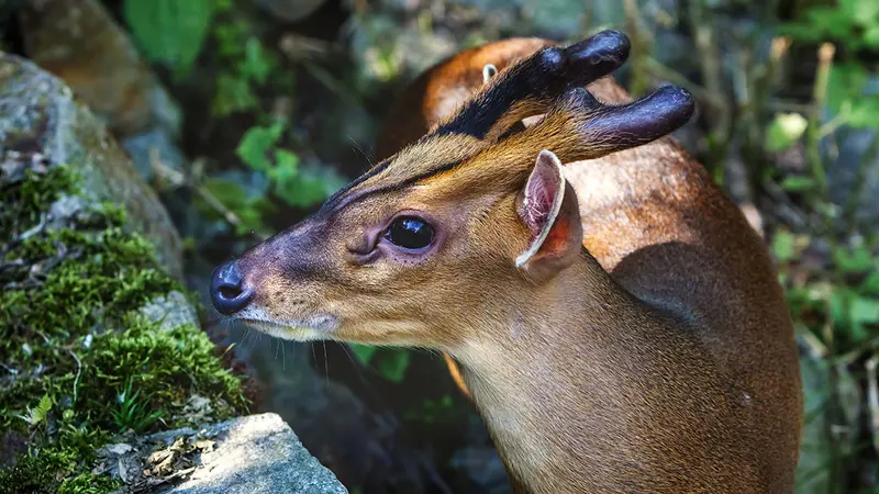 Un Muntjac prélevé en Indre et Loire