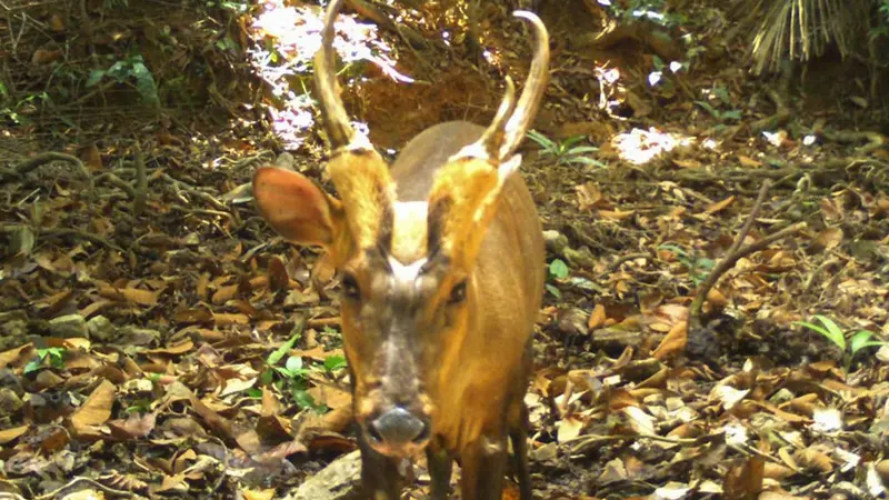 Une espèce de cerf rare et menacée repérée au Cambodge pour la première fois