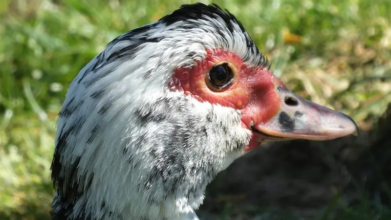 Landes : suspicion de grippe aviaire dans un élevage