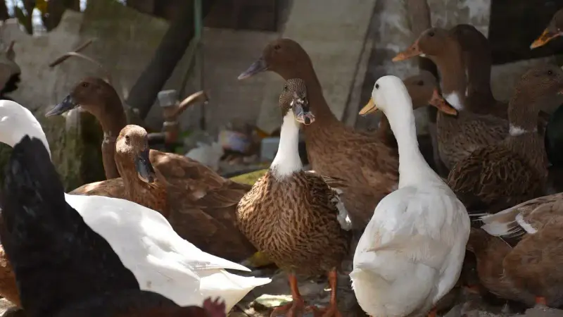 grippe aviaire 2024