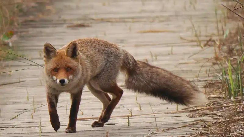 Battues au renard dans le Tarn
