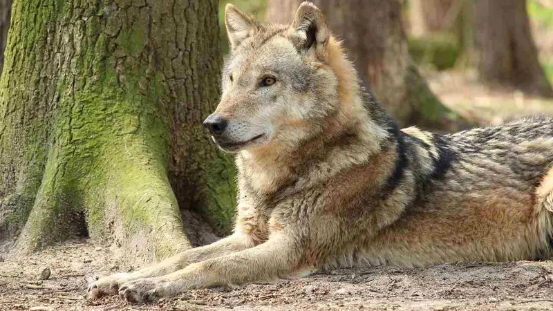 chien-loup hybride