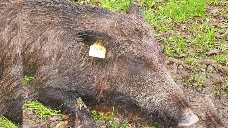 Nestor, le sanglier suivi par la Fédération des Chasseurs de l’Aveyron est mort