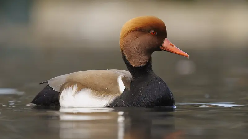 Nette rousse