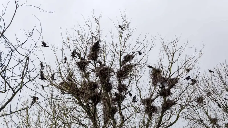 Soissons : la destruction de nids de corbeaux freux par la commune déclenche une enquête de l’OFB