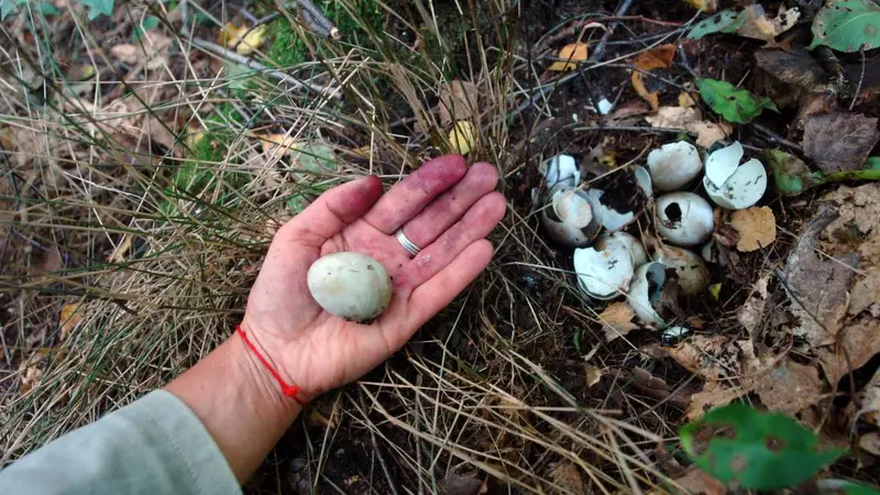 Orage : lourd bilan pour la petite faune