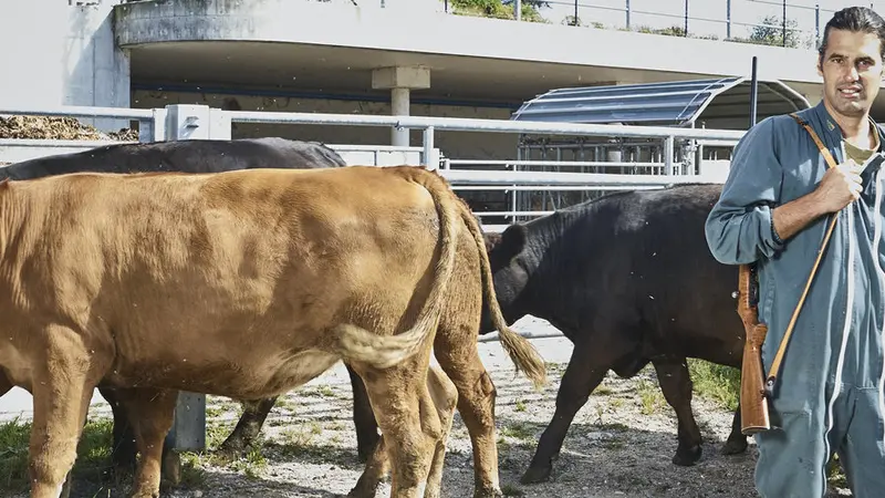Nils mûller abat lui même ses propres boeufs