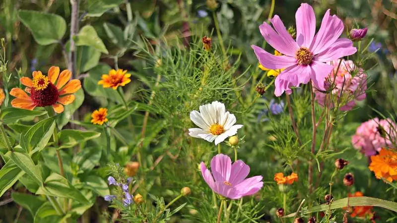 chasseurs fleurs somme