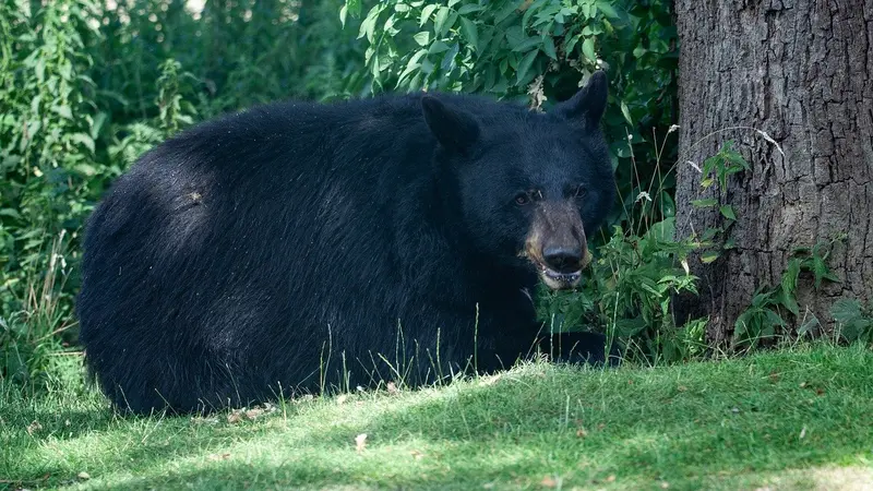 Ours noir