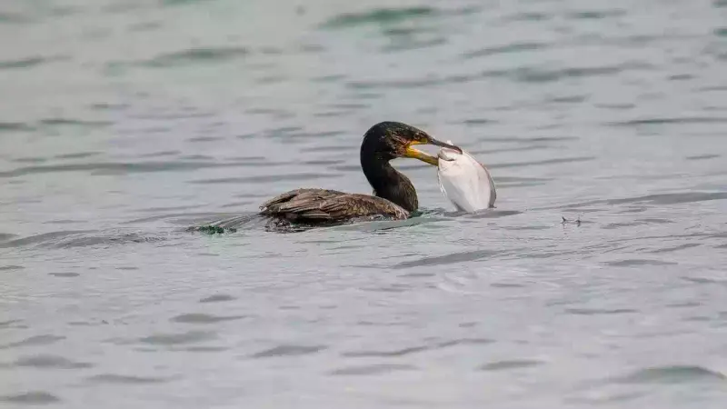 Régulation des cormorans à Pervenchères