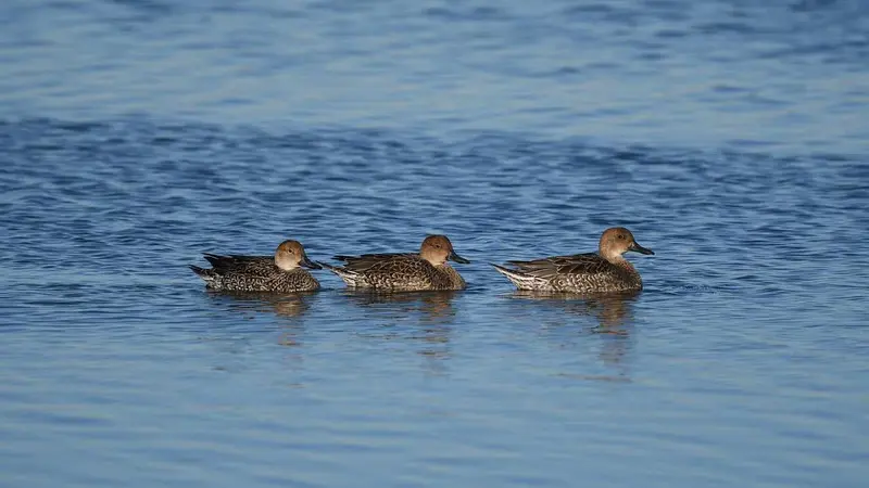 Pilets sur l'eau