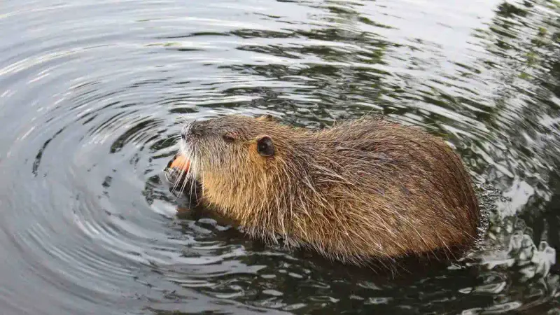 Un ragondin dans l'eau