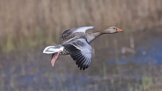 La chasse aux oies tolérée jusqu’au 10 février