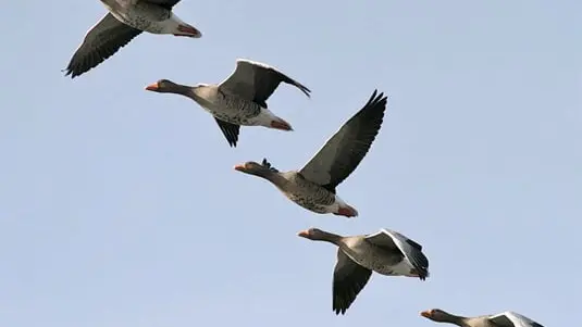rapport sur les oies ONCFS, Chasse Passion vous éclaires