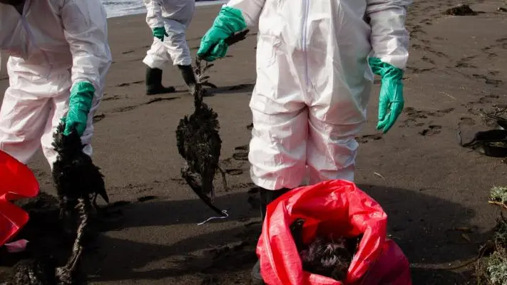 1300 oiseaux retrouvés morts sur une plage